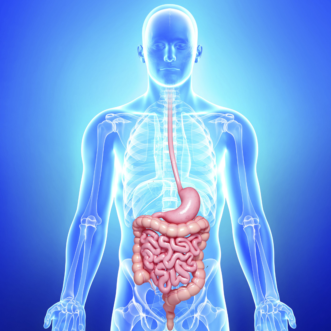 Read more about the article Endoscopia Digestiva Alta – Diagnóstica